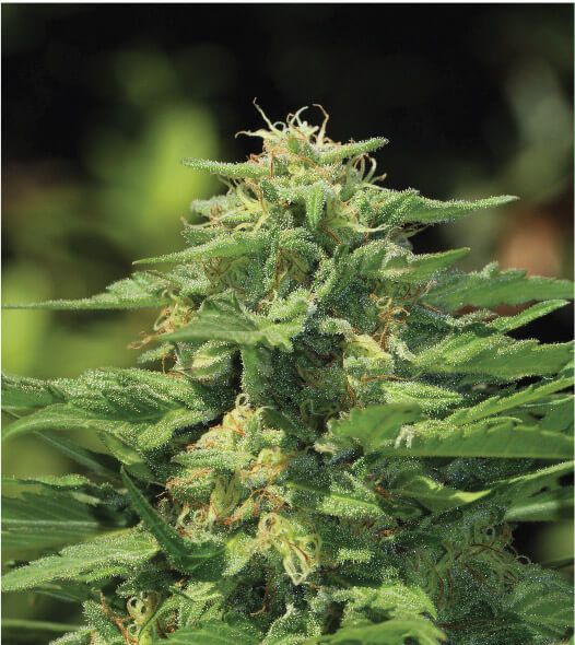 Humboldt Seed Co. Dream Queen Feminised Seeds