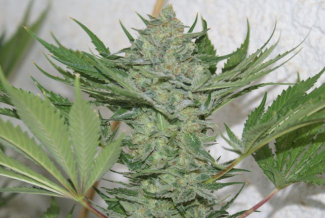 Resin Seeds Critical Haze Feminised Seeds