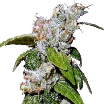 Ace Seeds Green Haze 19 A5 Feminised Seeds