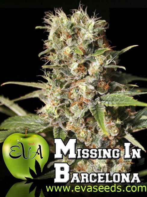 Eva Seeds Missing in Barcelona (M.I.B.) Feminised Seeds - 3+