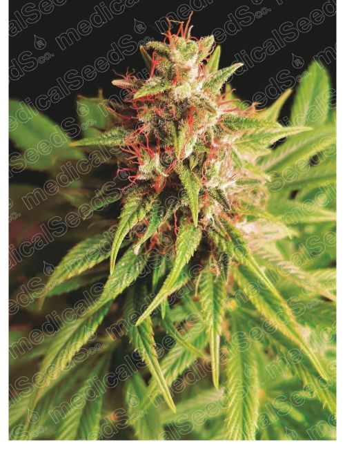 Medical Seeds Red Cross CBD Feminised Seeds