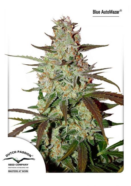 Dutch Passion Blue Mazar Auto Feminised Seeds