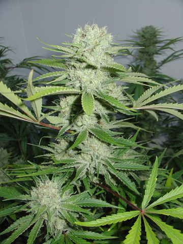 DNA Genetics Cannalope Haze Feminised Seeds