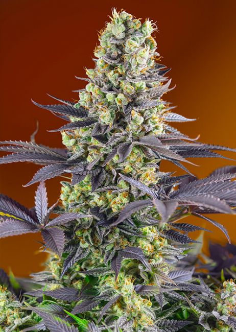 Sweet Seeds Sweet Zenzation (formerly Sweet Zkittlez) Feminised Seeds