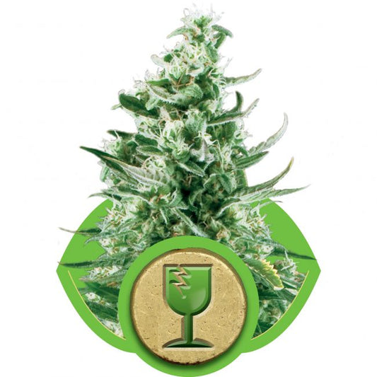 Royal Queen Seeds Royal Critical Auto Feminised Seeds