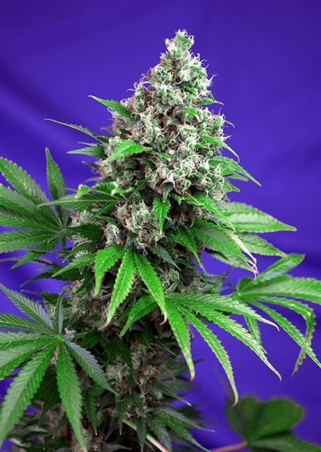 Sweet Seeds Killer Kush F1 FAST Version Feminised Seeds