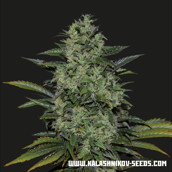 Kalashnikov Seeds Power Russian Feminised Seeds