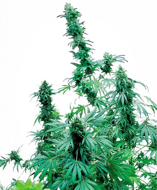 Sensi Seeds Early Skunk Feminised Seeds