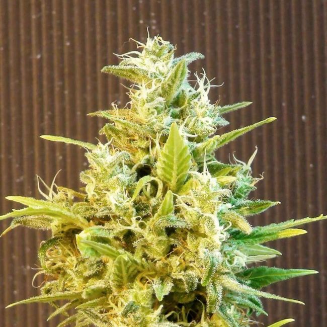 Kannabia Seeds Kannabia CBG Auto Feminised Seeds