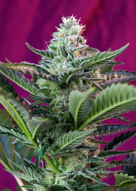 Sweet Seeds Mohan Ram Auto Feminised Seeds