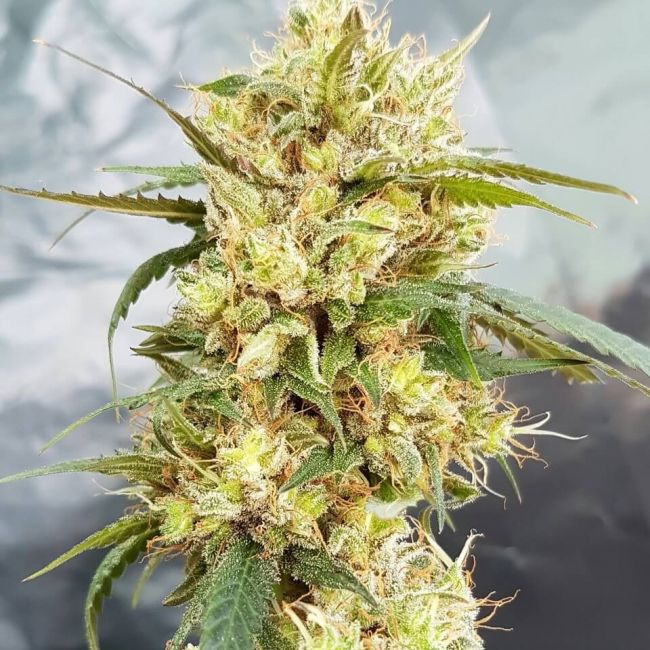 Garden Of Green Sour Tangie Feminised Seeds