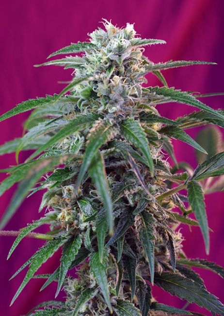 Sweet Seeds Green Poison Auto Feminised