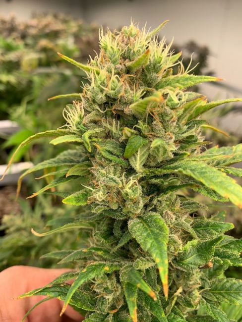 Resin Seeds Remedy CBD Feminised Seeds