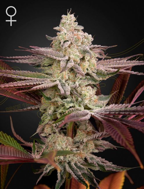 Greenhouse Seed Co. Chemical Bride Feminised Seeds