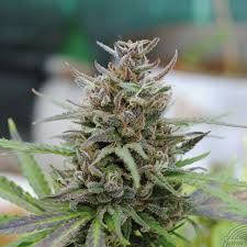 Kannabia Seeds Baby Boom Auto Feminised Seeds