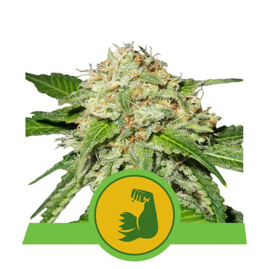 Royal Queen Seeds HulkBerry Auto Feminised Seeds