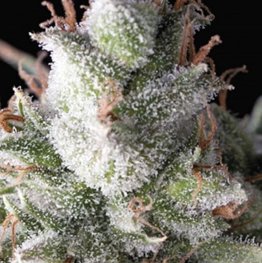 Pyramid Seeds Ramses Auto Feminised Seeds