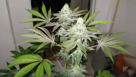 Cali Connection 78 Feminised Seeds (Gold Collection)