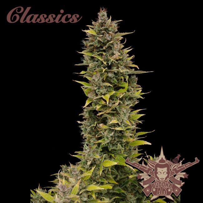 Buddha Seeds Buddha Classics AK Feminised Seeds