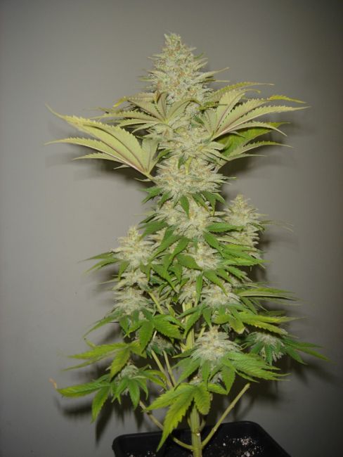 Resin Seeds Bubblicious Feminised Seeds