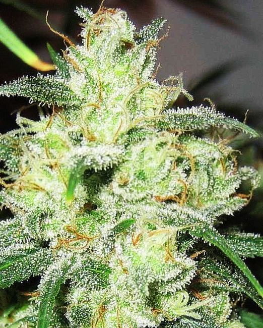 Expert Seeds Gorilla Cheese Feminised Seeds