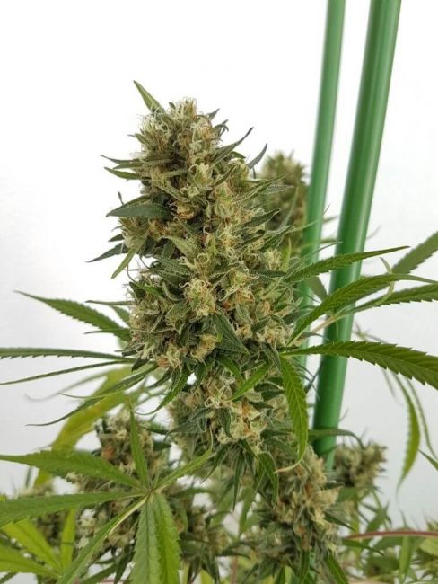 Lineage Genetics Strawberry Diesel Feminised Seeds