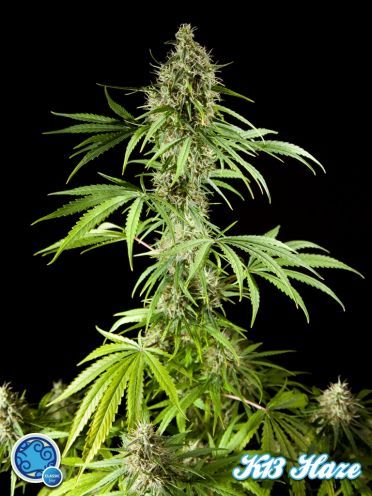 Philosopher Seeds Easy Haze Feminised Seeds