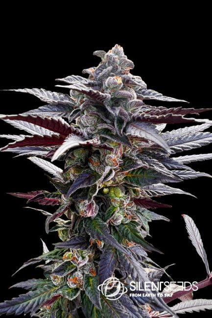 Silent Seeds Pink Sunset Feminised Seeds