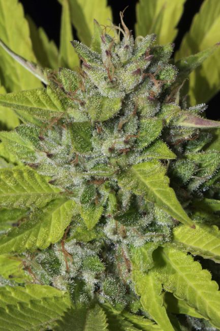 Mamiko Seeds Sister Cookies Feminised Seeds