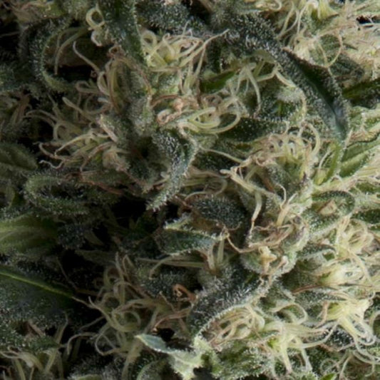 Pyramid Seeds Galaxy Auto Feminised Seeds