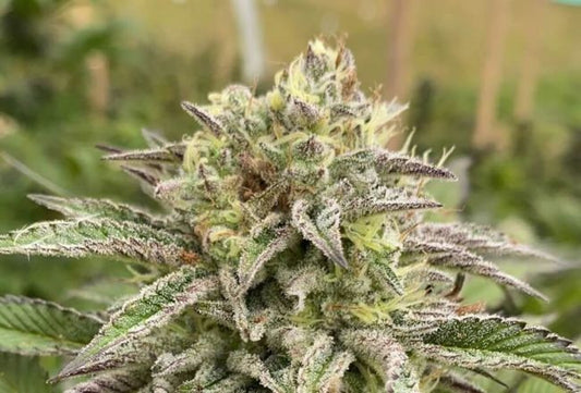 Kannabia Seeds Break-Up Cake Auto Feminised Seeds