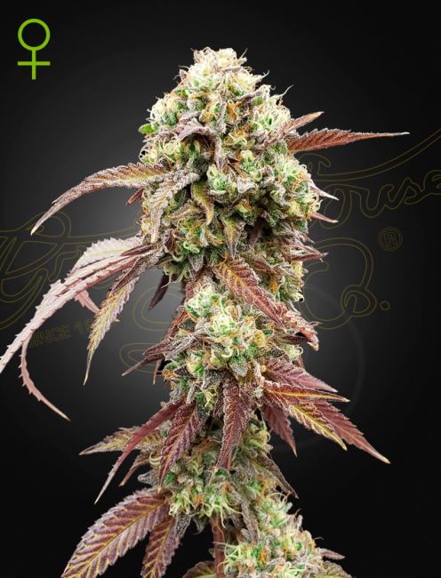 Greenhouse Seed Co. West Coast OG x Gelato 41 Auto Feminised Seeds