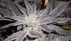 Cali Connection LA Affie Feminised Seeds