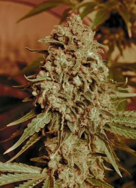 Advanced Seeds Somango Widow Feminised Seeds