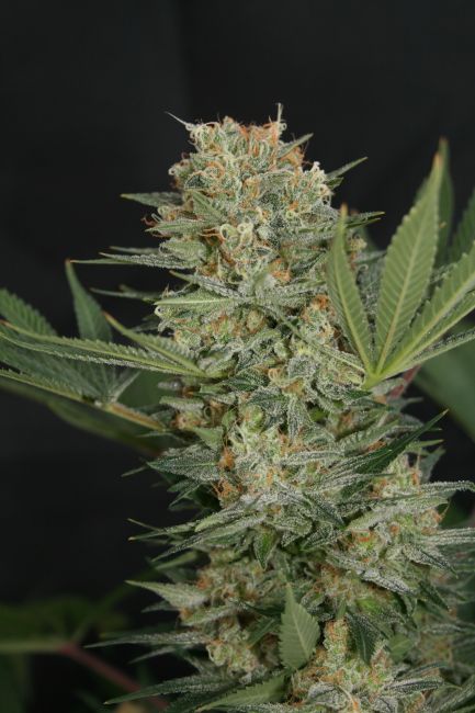 Lineage Genetics Black Alpha Feminised Seeds