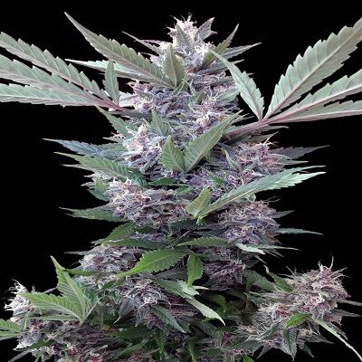 Ace Seeds Bubba Kush x PCK Regular Seeds