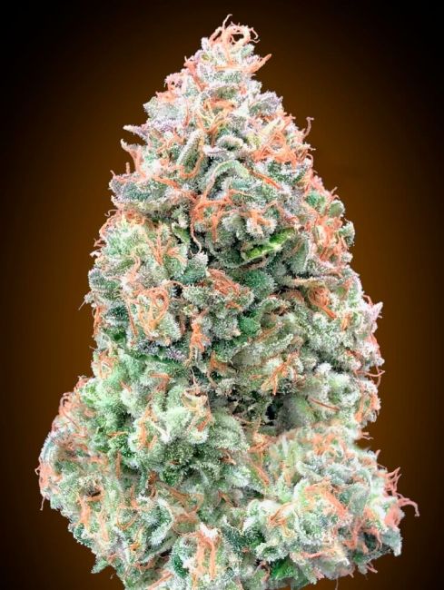 00 Seeds Chocolate Skunk XXL Auto Feminised Seeds