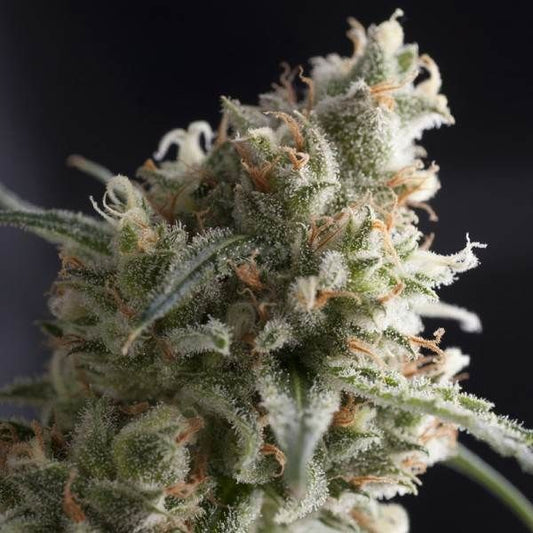 Pyramid Seeds Lennon Feminised Seeds