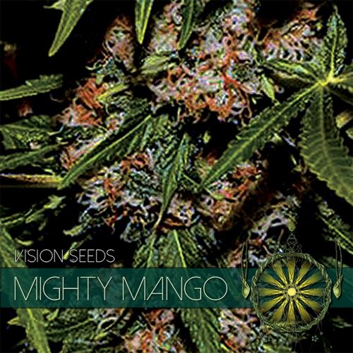 Vision Seeds Mighty Mango Bud Feminised Seeds