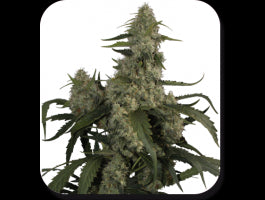 Buddha Seeds Quasar Auto Feminised Seeds