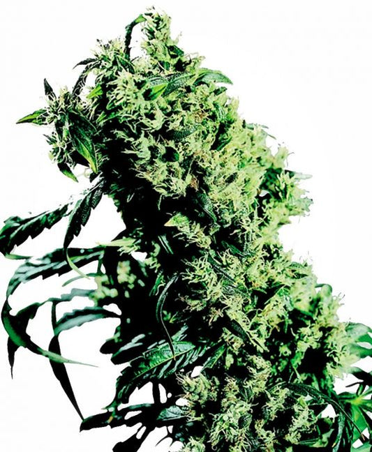 Sensi Seeds NL#5 x Haze Feminised Seeds