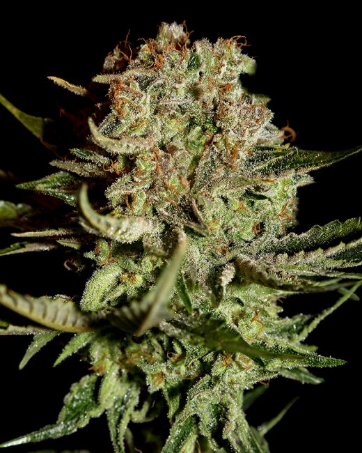 Greenhouse Seed Co. Super Bud Feminised Seeds