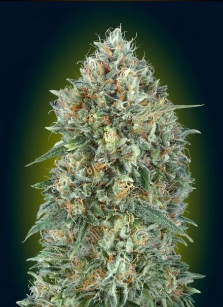 Advanced Seeds Gelato #33 Auto Feminised Seeds