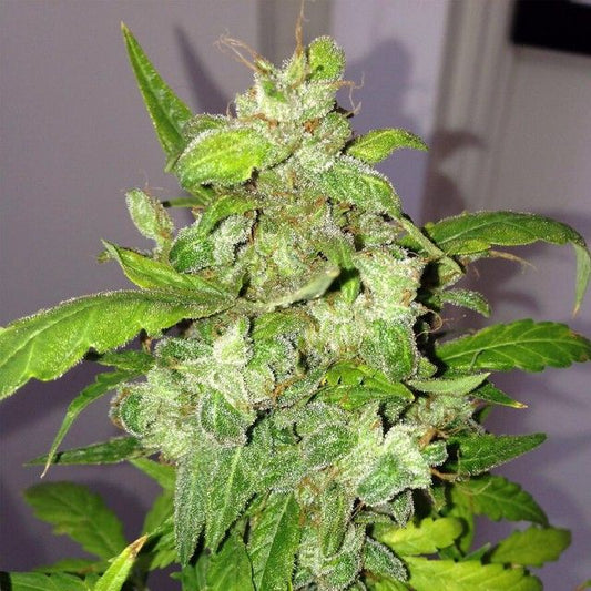 Pheno Finder Seeds Lemon Bubble Auto Feminised Seeds