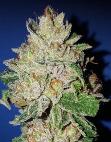 Garden Of Green Violet Kush Feminised Seeds