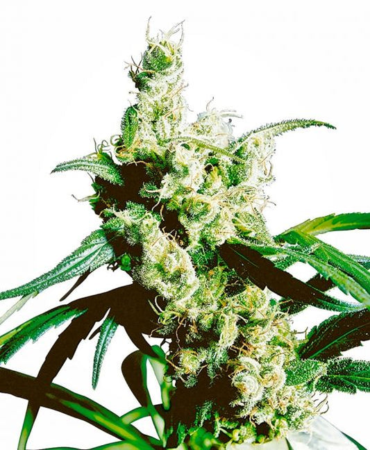 Sensi Seeds Silver Haze Regular Seeds