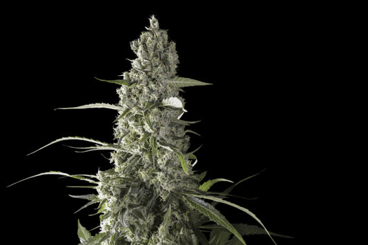 Super Sativa Seed Club Prima Holandica Regular Seeds