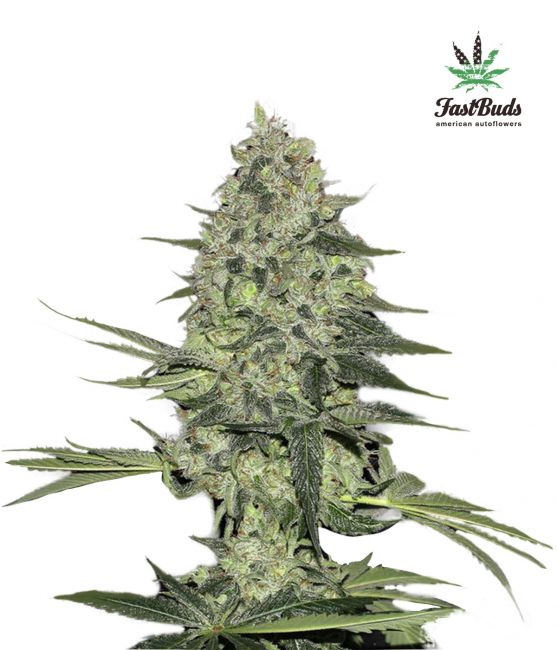 FastBuds Rhino Ryder Auto Feminised Seeds