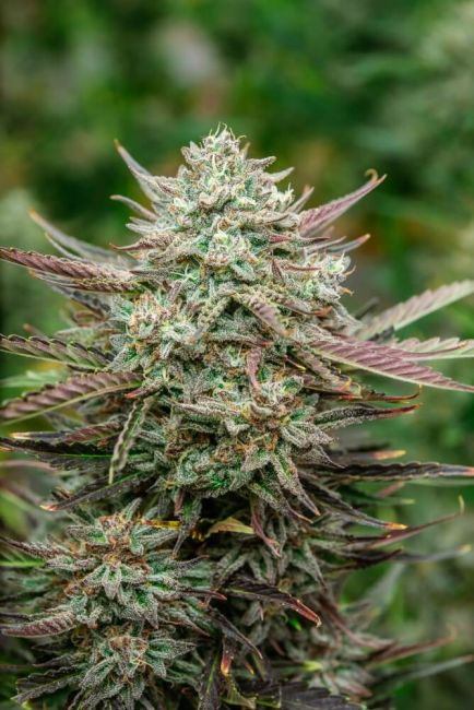 Atlas Seed Face Fat Auto Feminised Seeds - 5+