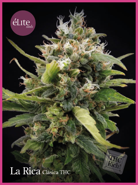 Elite Seeds La Rica Classic THC Feminised Seeds